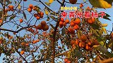 开车7小时把柿子摘回家，橘猫一见直接上嘴开吃，越吃越上头