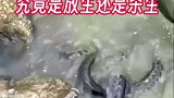 究竟是放生还是杀生，五十斤黑鱼直接倒进河流