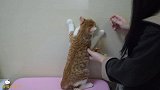 带橘猫去医院打针，被医生抱在怀里的它不哭也不闹，真乖！