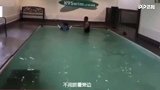 俩胖汪被主人逼着学游泳 带着游泳圈的样子太萌啦