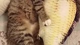 猫：抱着我的鱼枕睡觉就是幸福呀！