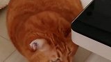 橘猫：主人多久吃饭呀，我等着呢！