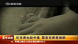 生活-吃甘蔗也能中毒.霉变甘蔗是祸根