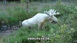 全球仅此一只！在秦岭地区被发现，目前在动物园吃香喝辣
