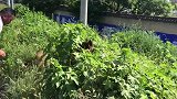 农村狗市牧羊犬铁笼大“越狱”，狗贩子手持铁夹一路狂飙