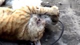 橘猫：可怜的猫猫，打了这么久都没人干预，太惨烈了！