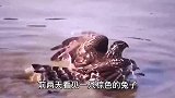 老鹰下水捕猎，本以为是条鱼，没想到是它！