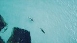 澳洲：顶级掠食者的相遇！鳄鱼被鲨鱼尾随 “不厌其烦”只好上岸
