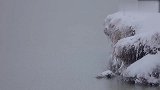 大雪天来袭，黑颈鹤群围在一起取暖，就像会动的水墨画一样