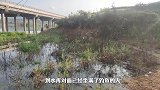 2万平水库放了斤鱼，凌晨3点开车前往，到达发现神秘死鱼群
