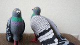 日本鞋匠制作仿真鸽子鞋，连鸽子都分不清真假，穿出去回头率超高