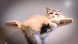 布偶猫：今天朕开心，就给你们表演个“贵妃躺”
