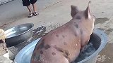 天气太热了，猪都开始洗澡了 ，你还不洗？