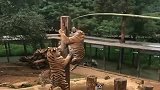 老虎：猫咪算啥为了吃肉，本王也练就了一身爬木桩的好功夫！