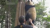 外国奶爸和大熊猫说话大熊猫居然能听懂这么优秀不愧是国宝