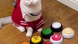 吃瓜君回应七七铲屎官 2020年4月发视频说要带七七绝育，两年过去至今还未做绝育？请正面回应！