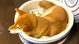 把小柴犬装进罐头里能吃能睡太快乐了