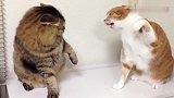两只猫为了吃，边打边对话简直笑翻了人