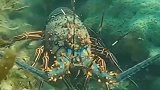 知道为什么海底里拍的龙虾是绿色的，捞上来之后就变成红色了吗？