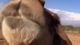骆驼这牙口爱吃仙人掌不怕扎嘴吗