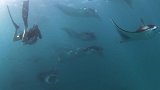 马尔代夫：摄影师误入蝠鲼群，拍摄到罕见震撼画面