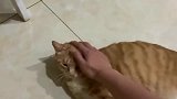 在橘猫不愿意的情况下强行撸猫会有什么后果小心它表演百米跨栏