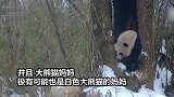 四川卧龙：全球唯一白色大熊猫出镜，与野生大熊猫母子罕见同框