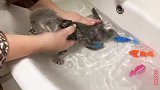 怕水的小猫被主人治愈，洗澡不再是难事，可爱的小猫