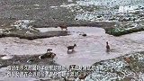 藏羚羊群集结渡河 白色小藏羚成最靓 “显眼包”
