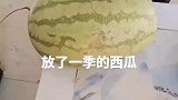 西瓜从夏天放到冬天，切开里面颜色都变了，熟过头就没有西瓜味了