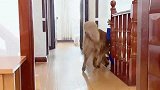 胎爸叫轮胎帮忙看孩子，可把轮胎忙坏了，轮胎：我太难了！