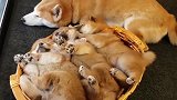 柴犬小奶狗挤在篮子里睡觉，胖乎乎毛茸茸的样子太可爱
