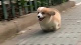 福建小伙带狗狗跑步，柯基：不要看我腿短，其实我跑的很快的！