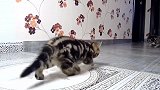 宠物猫咪大锦集，好奶萌的小猫，我可以收养一只吗