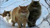 战斗民族的猫，战斗力真的高