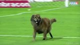 狗哥绿茵场潇洒走一回 灵性躲避保安追捕