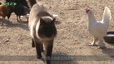 一群小鸡仔错把猫咪当妈妈，一天到晚粘着，猫咪生无可恋了！