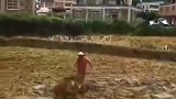 家里的老牛病倒了，只能带小牛出来干农活，但是这结果是万万没想到的！