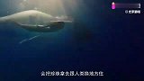 秦始皇陵油灯为何能千年不灭？史料记载是靠鲛人油，其实还更珍贵