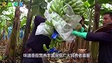一根时速483公里的香蕉，威力有多猛？撞击砖块的瞬间惊呆众人