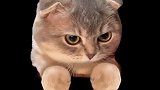 双拳小猫咪！昨天被打的小朋友，今天我们打回去！