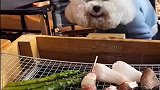 比熊小吃货有肉就高兴