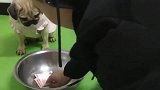 巴哥犬结婚第一年和第三年的区别，明明怕老婆还装，被揍惨了