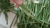 准备腌制韭菜
