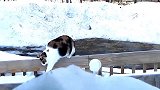 可爱的小猫咪从栏杆上掉进雪推里，爬上来的样子，真的是太逗了