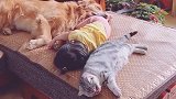 家里的小祖宗一睡觉，小狗和小猫就成了保镖，太让人羡慕了