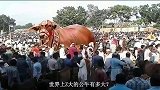 世界上最大的公牛，身高米重达公斤，现实版的牛魔王