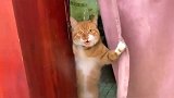 橘猫：靓妹，今天我老公不在家，确定不进来玩一会