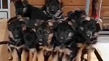 这么一堆萌萌哒的警犬宝宝，长大后就是帅气的警犬