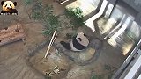 熊猫香香公主已经渐渐适应了独立的生活